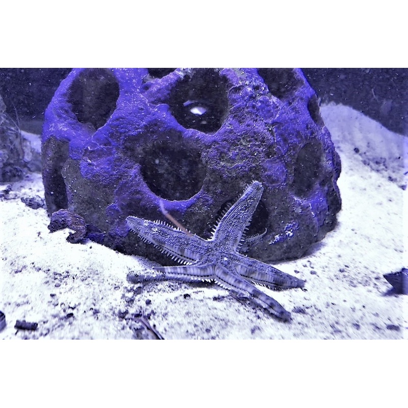 Sifting Starfish