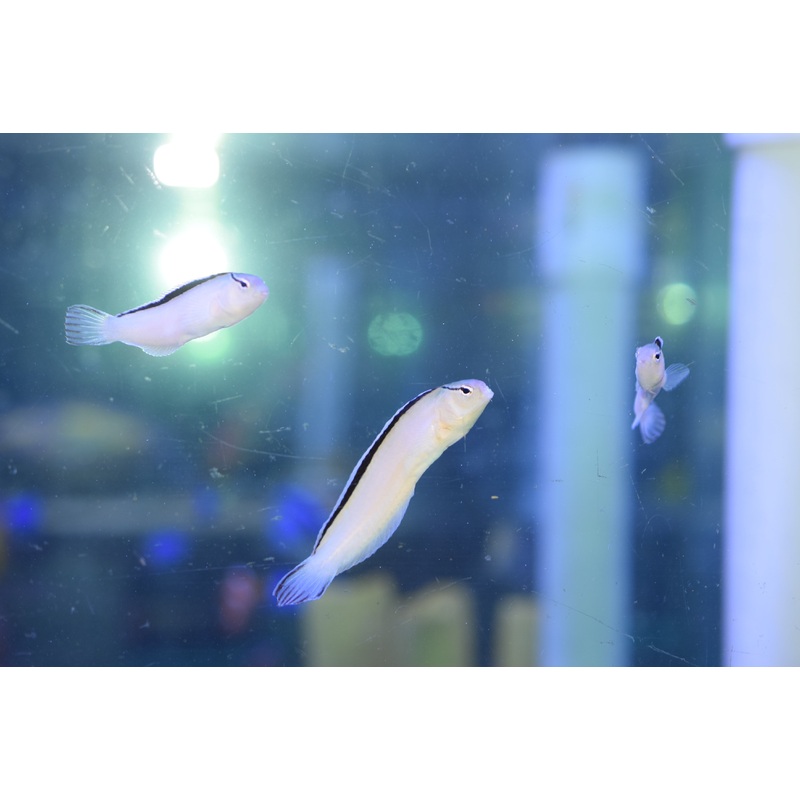 Smith's Blenny