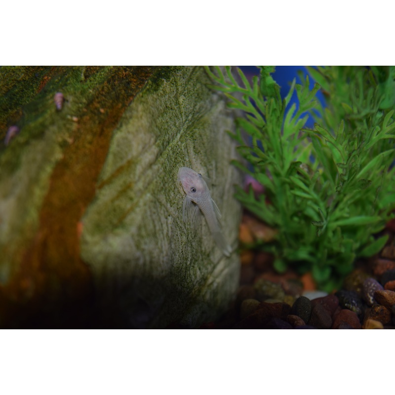 Snow White Ancistrus