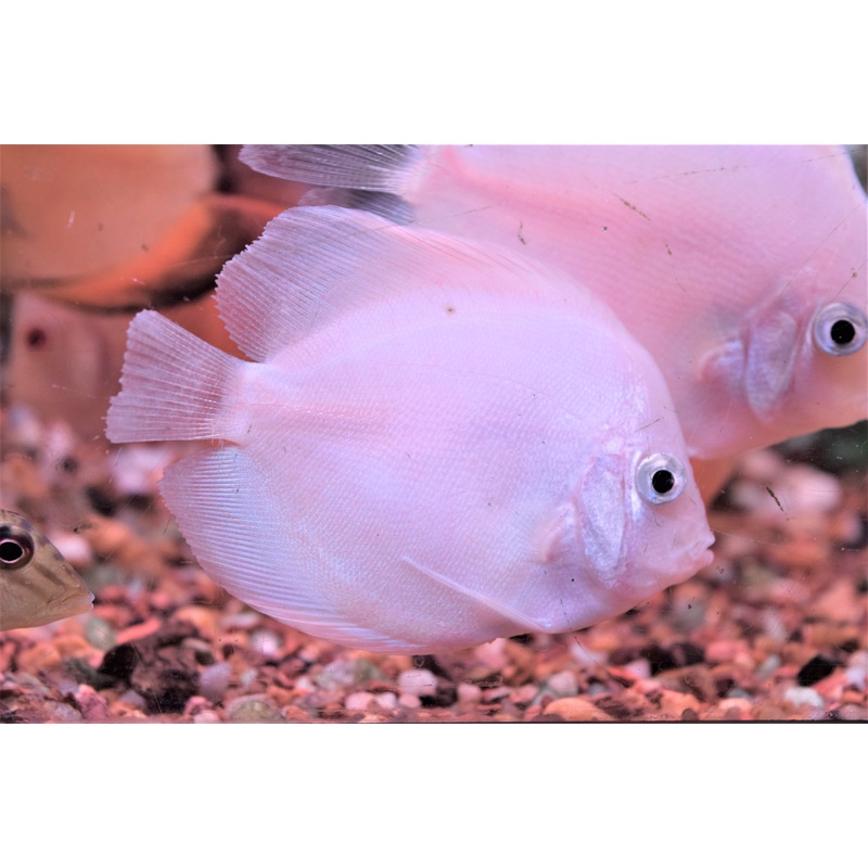 Snow White Discus