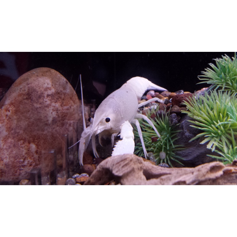 Snow White Lobster