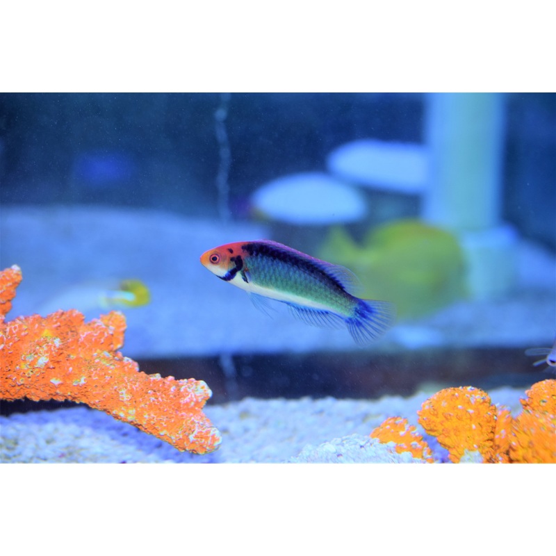 Solorensis Wrasse