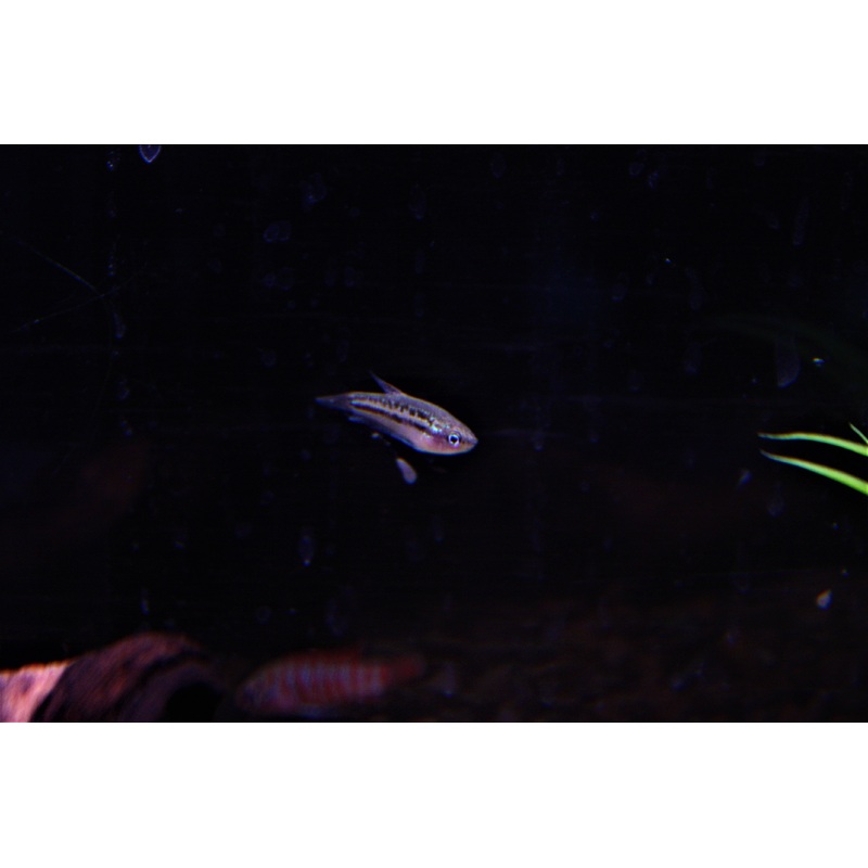 Sparkling Gourami