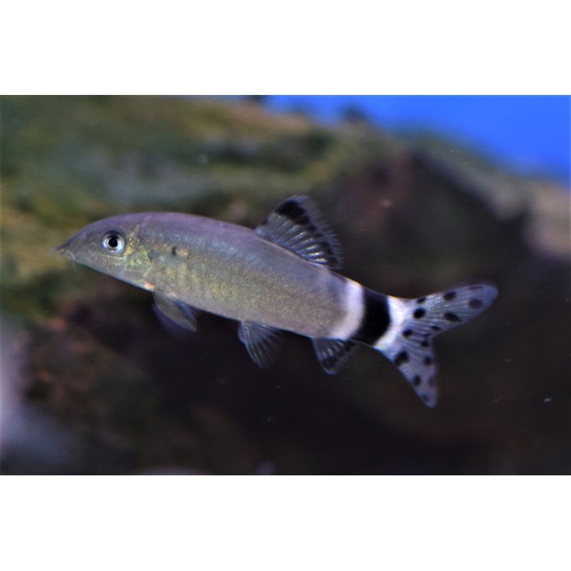 Splendid Loach