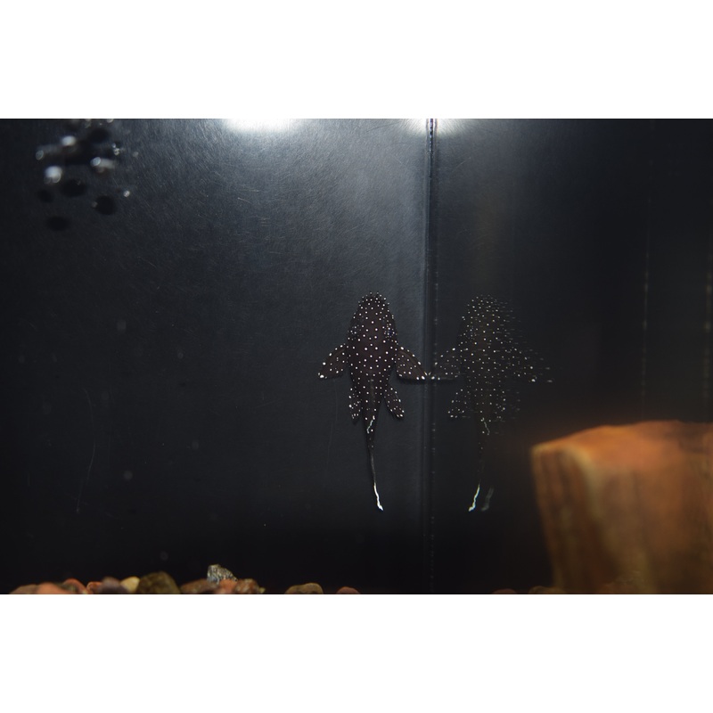 Starlight Ancistrus