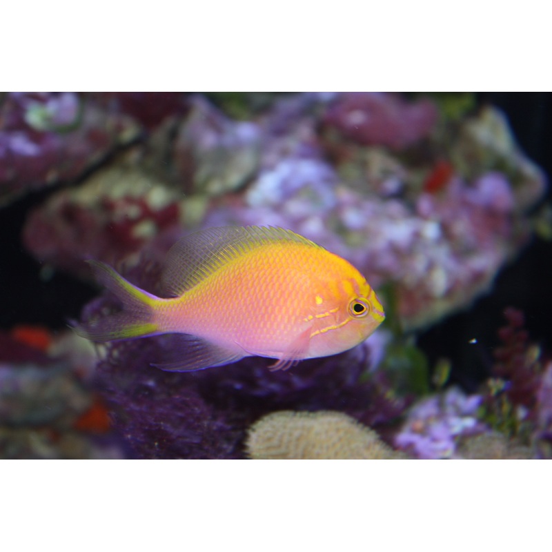 Sunburst Anthias