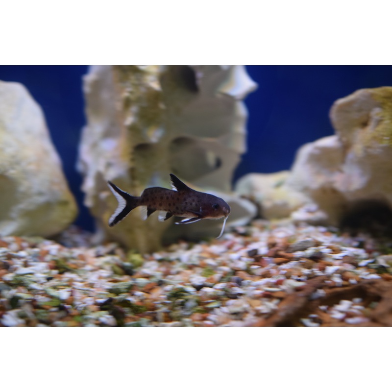 Synodontis granulosus