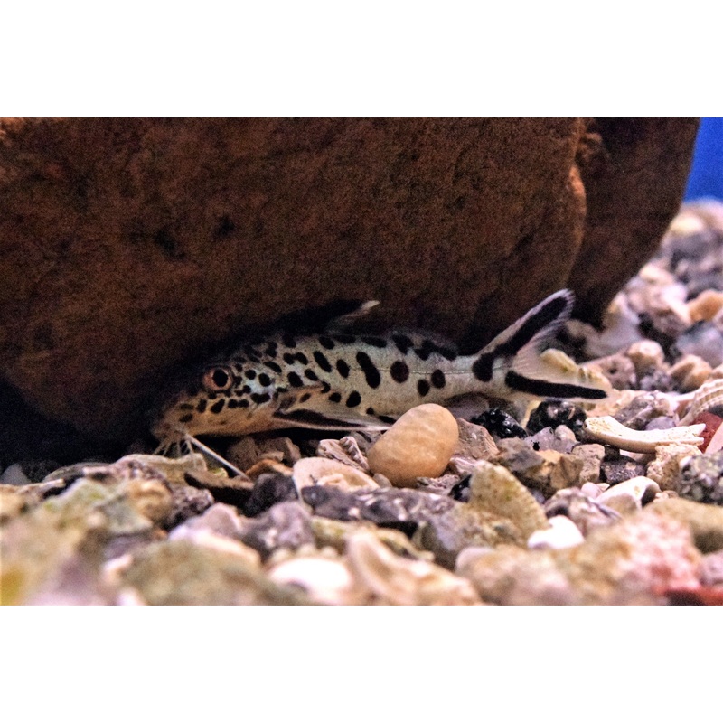 Synodontis multipunctatus