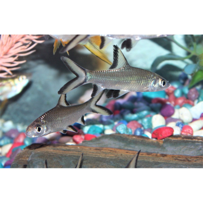 Tricolor Shark