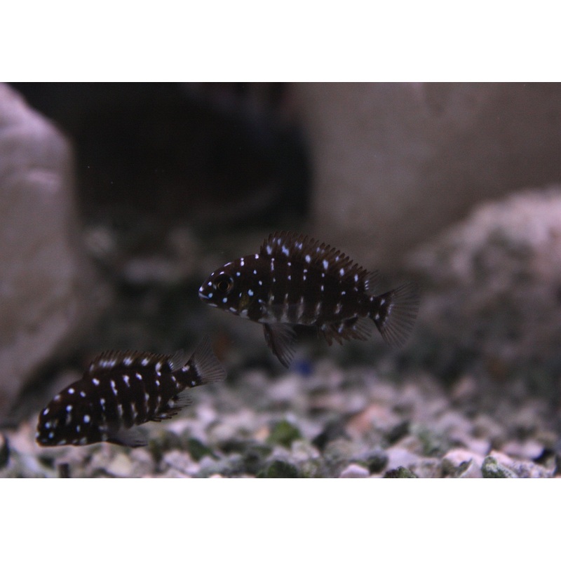 Tropheus Duboisi (Juvenile)