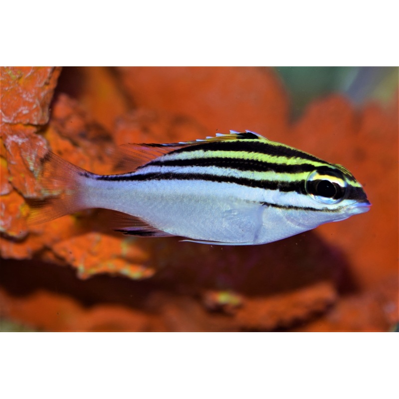 Two-Lined Monocle Bream
