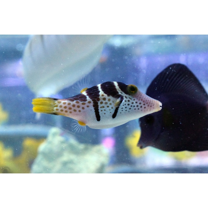 Valentini Puffer