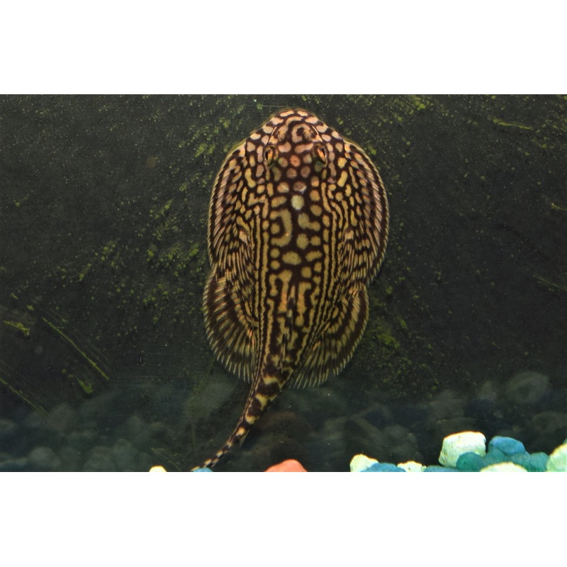 Vietnam Hillstream Loach