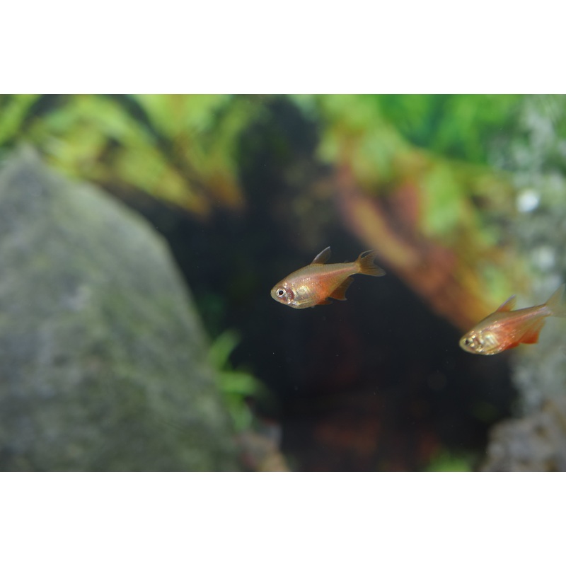 Von Rio Tetras