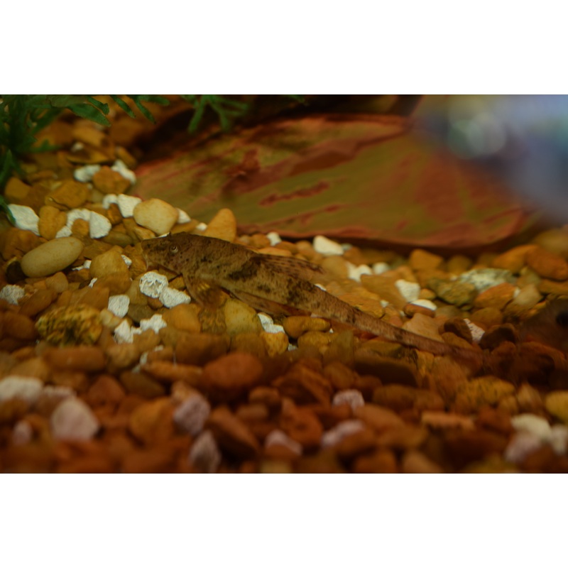 Whiptail Catfish