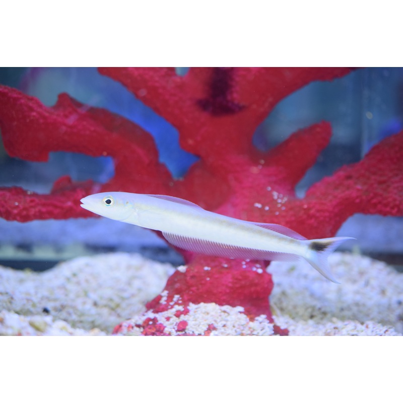 White Blanquillo