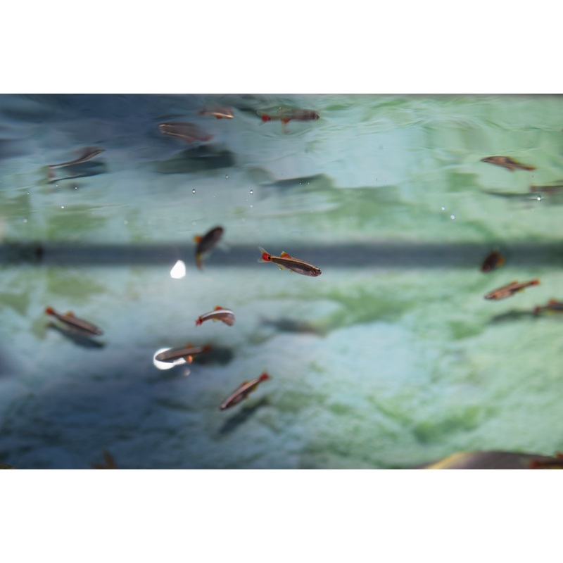 White Cloud Minnow