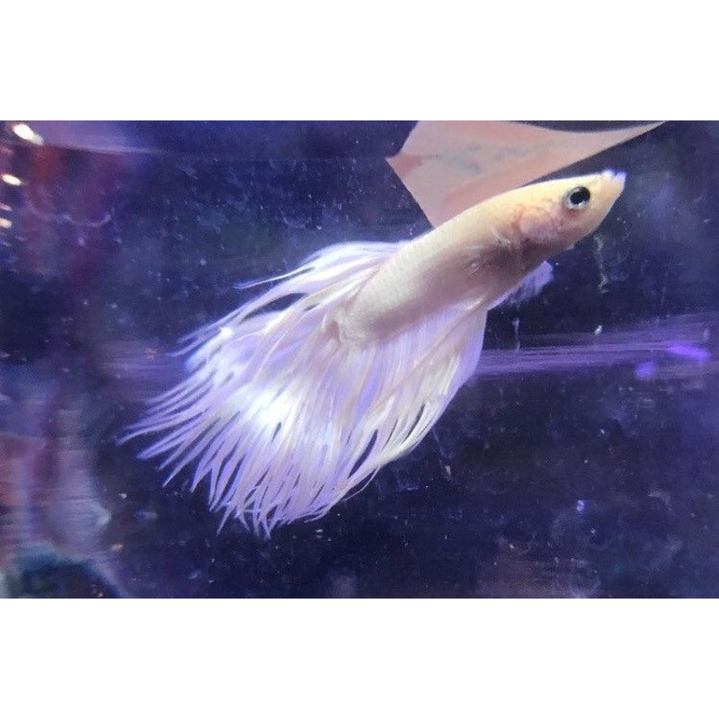 White Crowntail