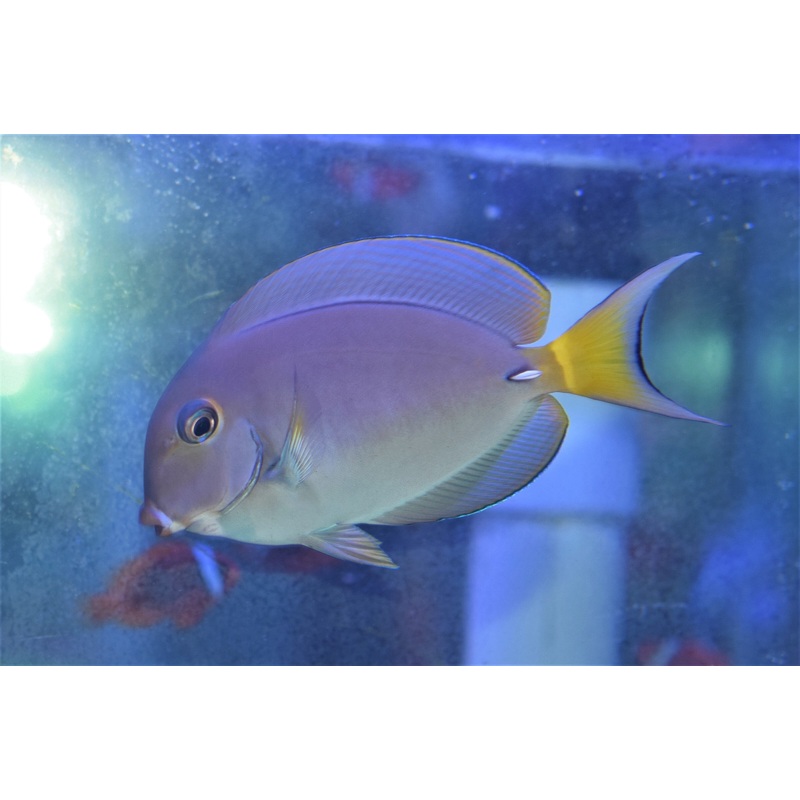 White-Spine Tang