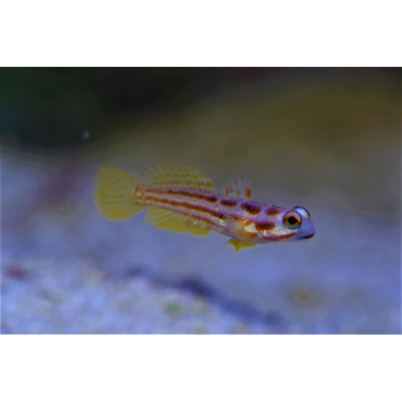 Yasha Hashe Goby