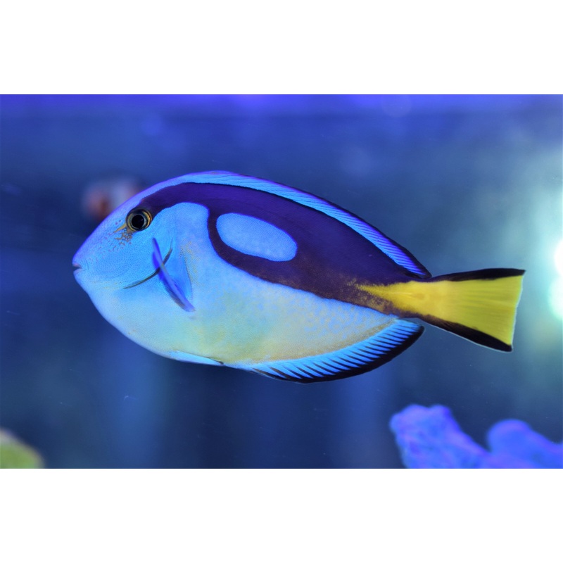 Yellow Belly Hepatus Tang