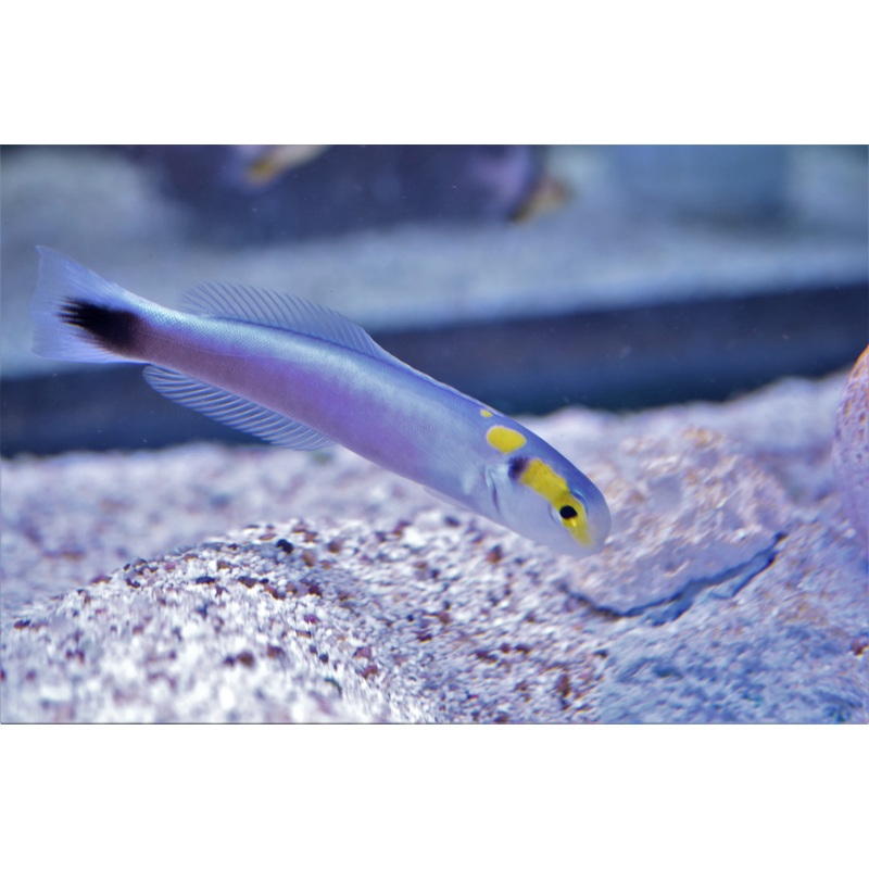 Yellow Head Tilefish