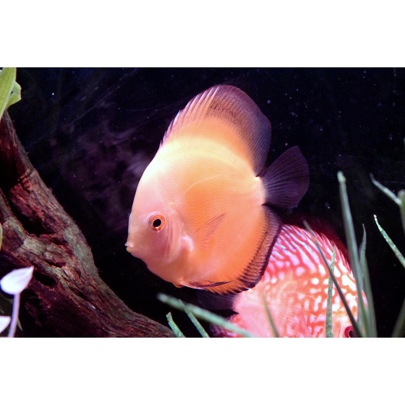 Yellow Marlboro Discus