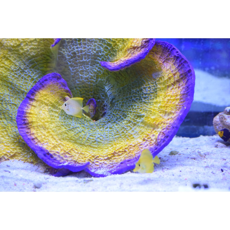 Yellow Tang (Aquacultured)