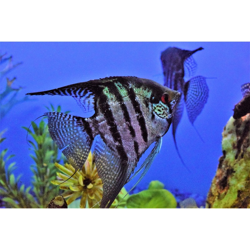 Zebra Lace Angelfish