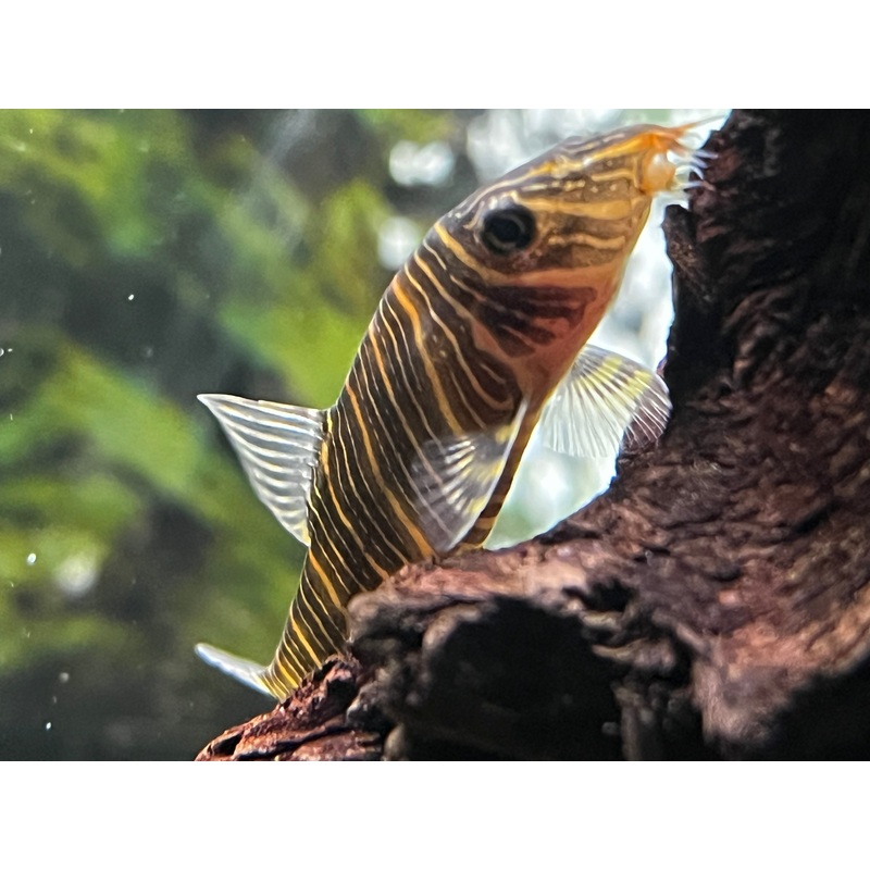 Zebra Loach