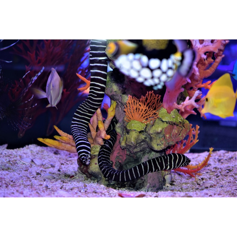 Zebra Moray Eel