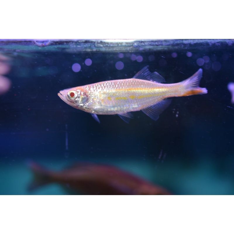 Albino Giant Danio