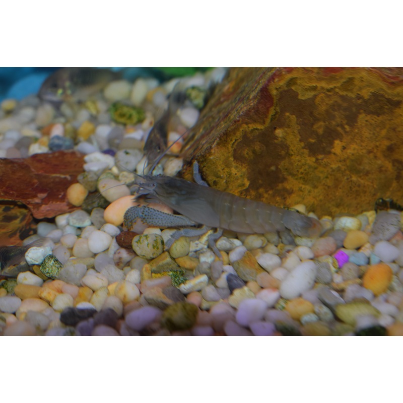 Atya Viper Shrimp