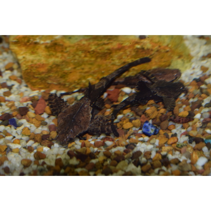 Banjo Catfish