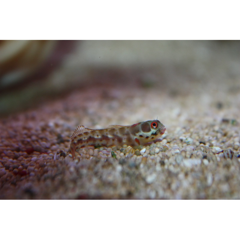 Barnacle Blenny