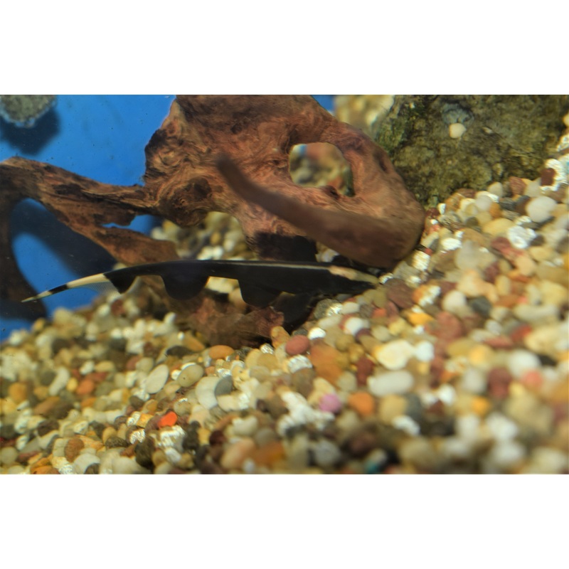 Black Ghost Knife Fish