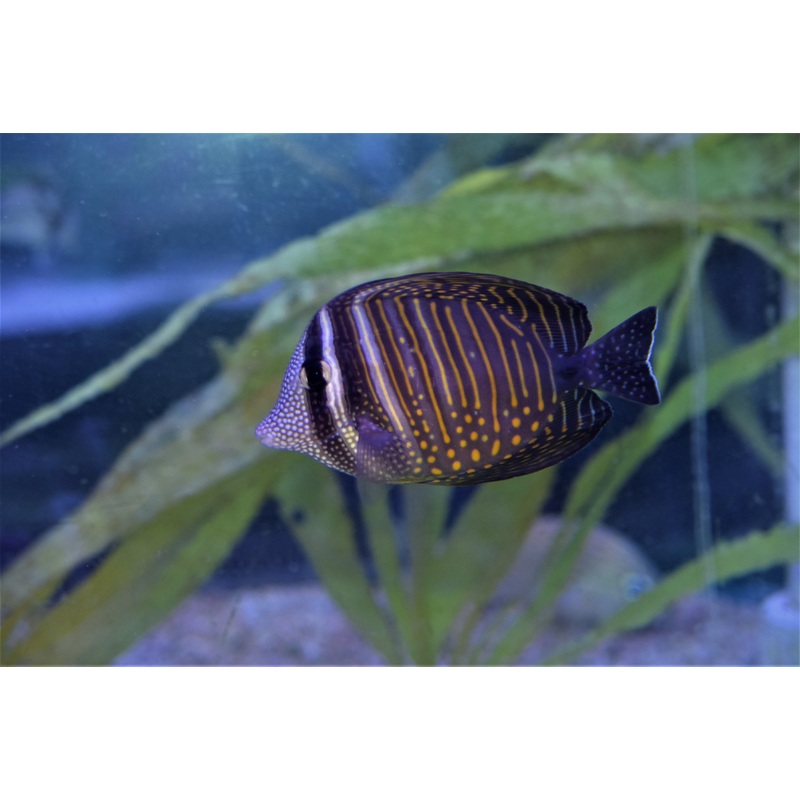 Desjardini Tang