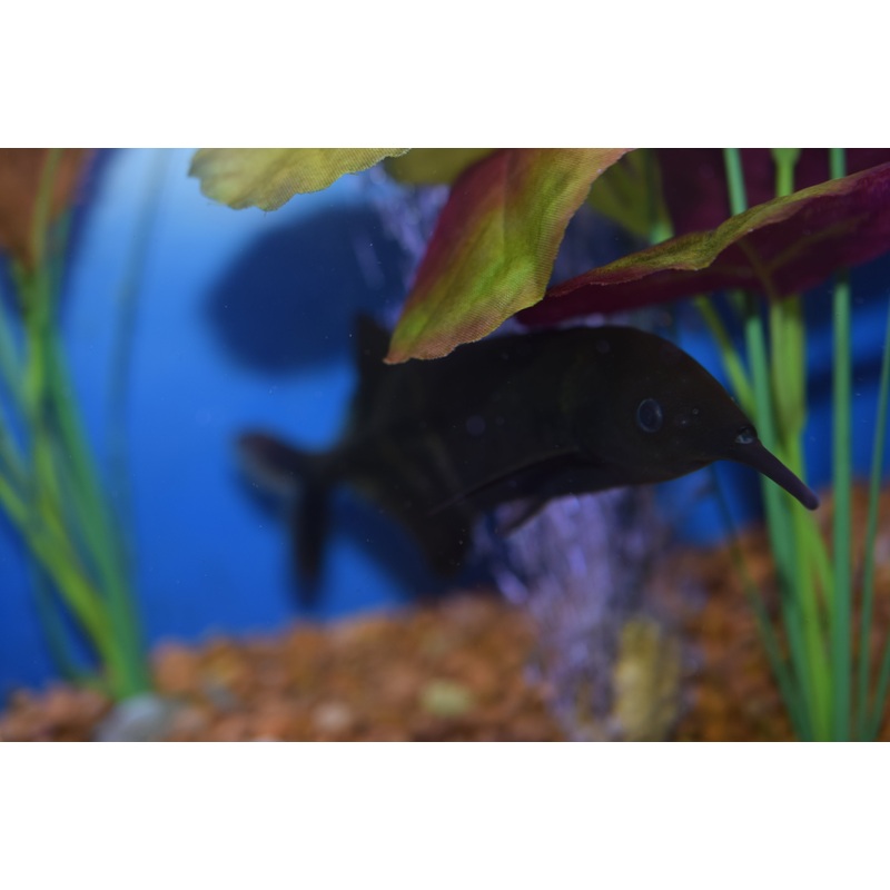 Elephant Nose Fish