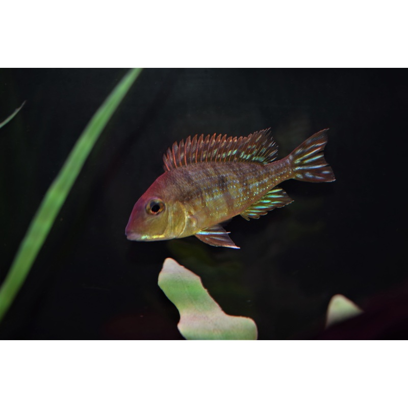 Geophagus "Red Head Tapajos"