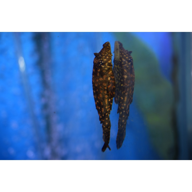 Gibbiceps Pleco