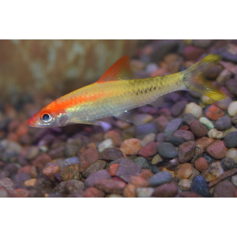 Gold Denisoni Barb