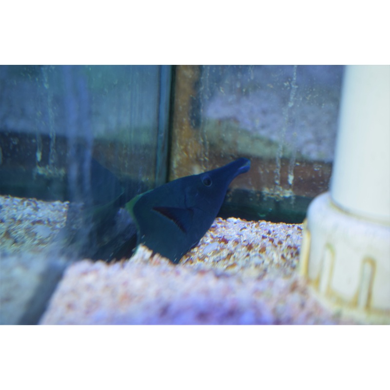 Green Bird Wrasse