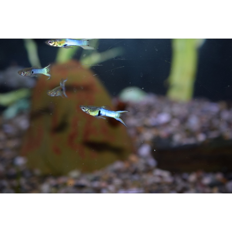 Japanese Blue Endlers