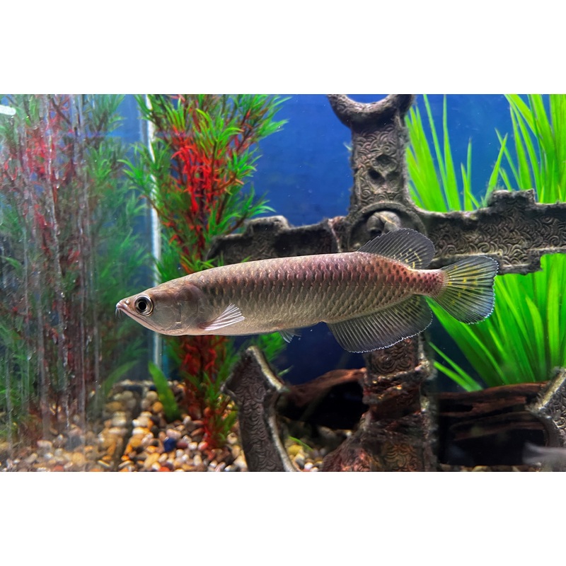 Jardini Arowana