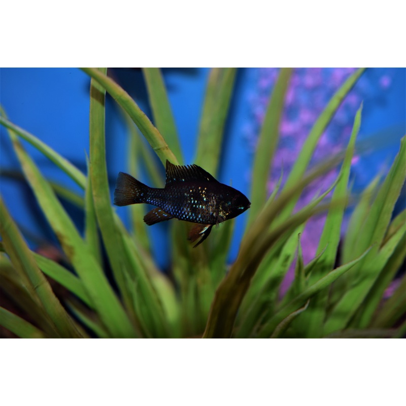 Jet Black Ram