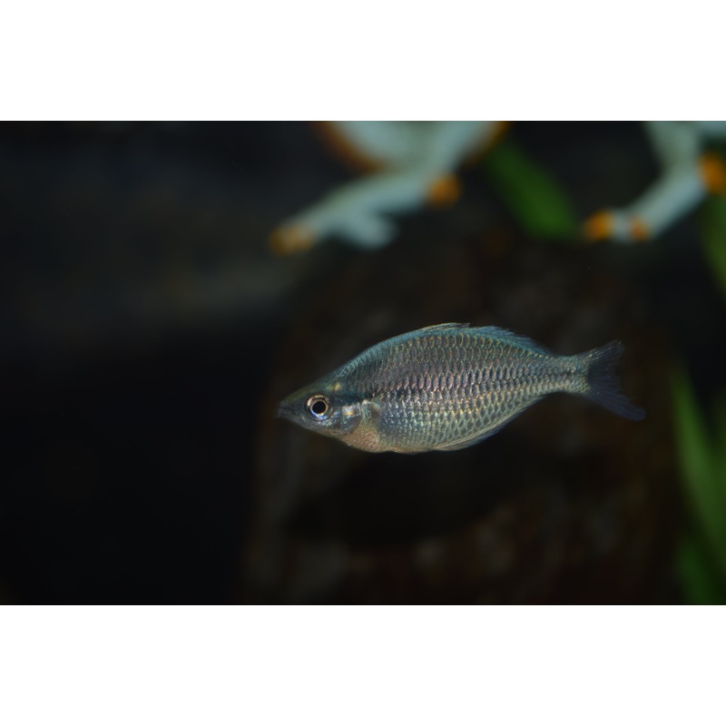Kamaka Blue Rainbow