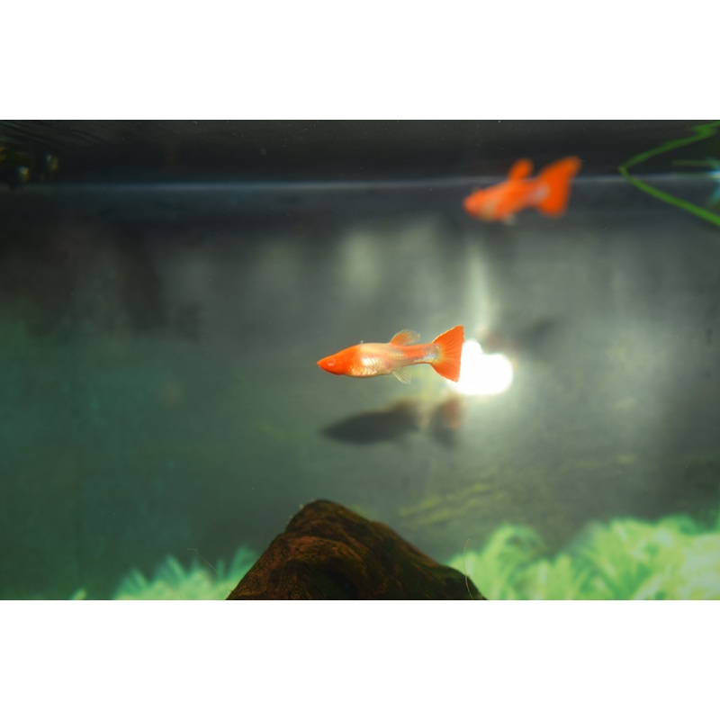 Koi Guppy Pairs