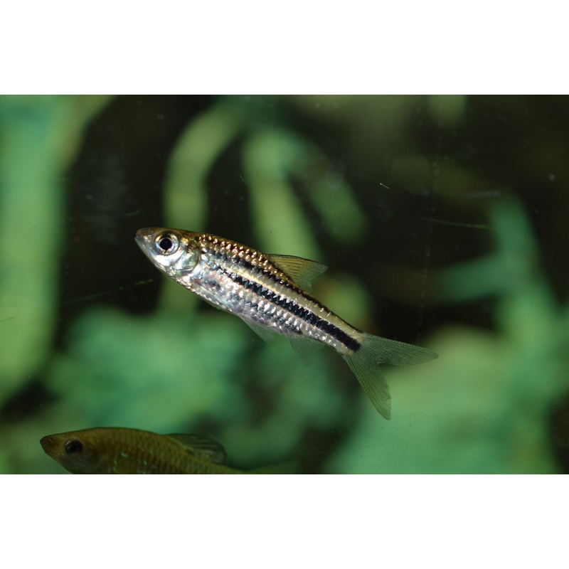 Lineatus Barb