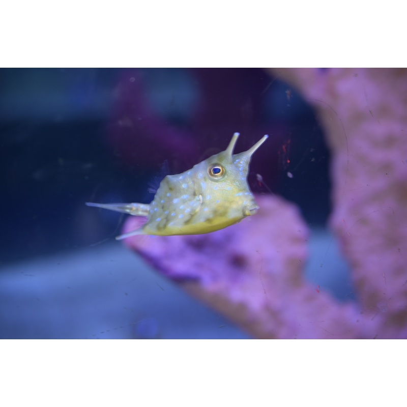 Longhorn Cowfish