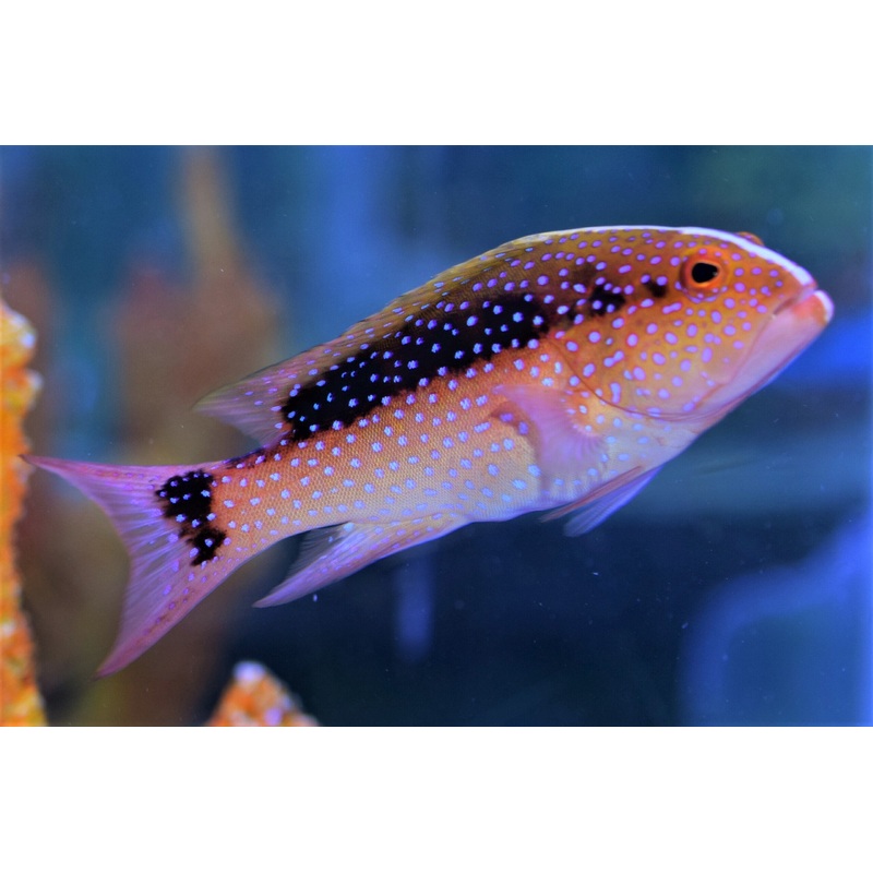Louti Grouper